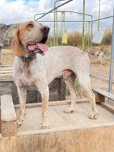 OWEN, Hund, Bracco Italiano in Spanien - Bild 29