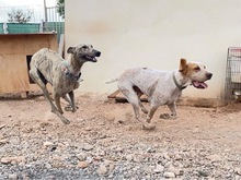 OWEN, Hund, Bracco Italiano in Spanien - Bild 30