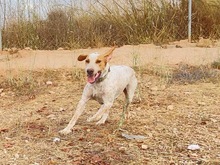 OWEN, Hund, Bracco Italiano in Spanien - Bild 33