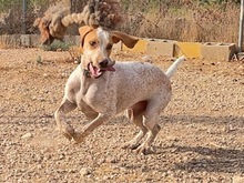 OWEN, Hund, Bracco Italiano in Spanien - Bild 34