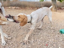 OWEN, Hund, Bracco Italiano in Spanien - Bild 37