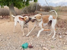 OWEN, Hund, Bracco Italiano in Spanien - Bild 39