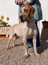 OWEN, Hund, Bracco Italiano in Spanien - Bild 4