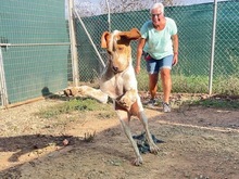 OWEN, Hund, Bracco Italiano in Spanien - Bild 40