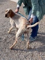 OWEN, Hund, Bracco Italiano in Spanien - Bild 5