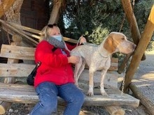 OWEN, Hund, Bracco Italiano in Spanien - Bild 6