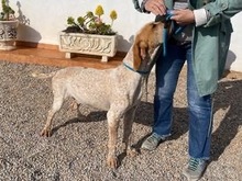 OWEN, Hund, Bracco Italiano in Spanien - Bild 7