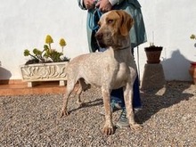 OWEN, Hund, Bracco Italiano in Spanien - Bild 8