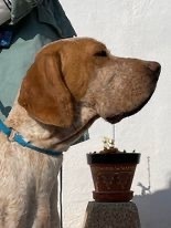 OWEN, Hund, Bracco Italiano in Spanien - Bild 9