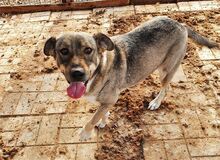 KARI, Hund, Mischlingshund in Rumänien - Bild 2