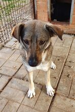 KARI, Hund, Mischlingshund in Rumänien - Bild 3