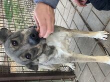 KARI, Hund, Mischlingshund in Rumänien - Bild 6