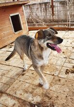 KARI, Hund, Mischlingshund in Rumänien - Bild 7