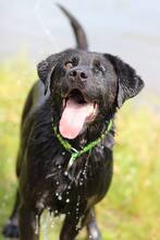 ZAK, Hund, Labrador Retriever in Slowakische Republik - Bild 6