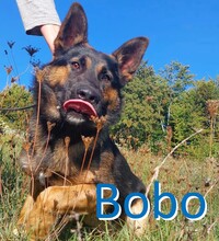 BOBO, Hund, Deutscher Schäferhund in Lüdenscheid - Bild 1