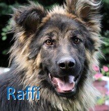 RAFFI, Hund, Deutscher Schäferhund-Mix in Bosnien und Herzegowina - Bild 1