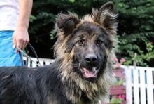RAFFI, Hund, Deutscher Schäferhund-Mix in Bosnien und Herzegowina - Bild 7