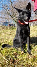 TEX, Hund, Deutscher Schäferhund in Linnich - Bild 4