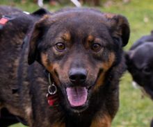 VINO, Hund, Mischlingshund in Rumänien - Bild 1