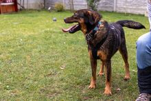 VINO, Hund, Mischlingshund in Rumänien - Bild 2