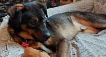 VINO, Hund, Mischlingshund in Rumänien - Bild 3