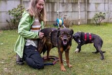 VINO, Hund, Mischlingshund in Rumänien - Bild 4