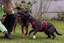VINO, Hund, Mischlingshund in Rumänien - Bild 7