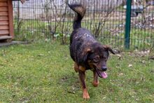 VINO, Hund, Mischlingshund in Rumänien - Bild 8