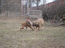 CICI, Hund, Mischlingshund in Rumänien - Bild 10