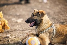 CICI, Hund, Mischlingshund in Rumänien - Bild 16