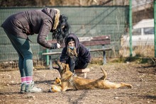 CICI, Hund, Mischlingshund in Rumänien - Bild 17
