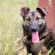 CICI, Hund, Mischlingshund in Rumänien - Bild 2
