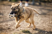 CICI, Hund, Mischlingshund in Rumänien - Bild 20