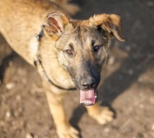 CICI, Hund, Mischlingshund in Rumänien - Bild 21
