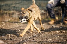 CICI, Hund, Mischlingshund in Rumänien - Bild 23
