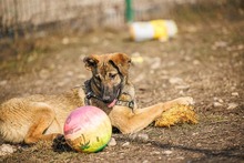 CICI, Hund, Mischlingshund in Rumänien - Bild 24