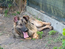 CICI, Hund, Mischlingshund in Rumänien - Bild 3