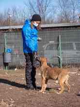 CICI, Hund, Mischlingshund in Rumänien - Bild 30