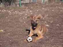 CICI, Hund, Mischlingshund in Rumänien - Bild 32