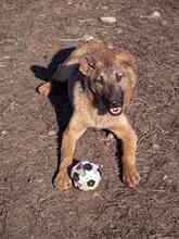 CICI, Hund, Mischlingshund in Rumänien - Bild 33