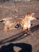 CICI, Hund, Mischlingshund in Rumänien - Bild 34