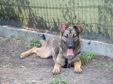 CICI, Hund, Mischlingshund in Rumänien - Bild 4