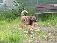 CICI, Hund, Mischlingshund in Rumänien - Bild 6