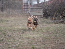 CICI, Hund, Mischlingshund in Rumänien - Bild 9