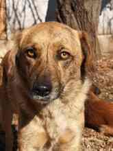 TRUDIE, Hund, Mischlingshund in Rumänien - Bild 12