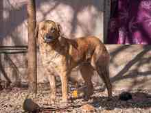 TRUDIE, Hund, Mischlingshund in Rumänien - Bild 13