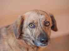 TRUDIE, Hund, Mischlingshund in Rumänien - Bild 2