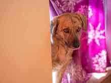TRUDIE, Hund, Mischlingshund in Rumänien - Bild 3