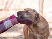 TRUDIE, Hund, Mischlingshund in Rumänien - Bild 5