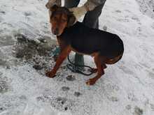 LUCIAN, Hund, Mischlingshund in Rumänien - Bild 2